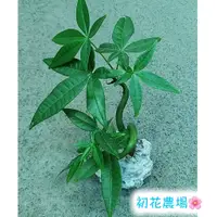 在飛比找蝦皮購物優惠-初花農場2店|馬拉巴栗(進財樹)|石頭盆|觀葉植物|---定