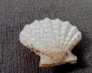 Mirapecten moluccensis 35 mm F+++/gem Albino white Collection"