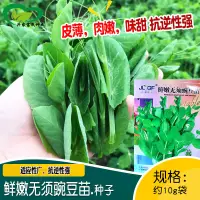 在飛比找蝦皮購物優惠-青豐鮮嫩無須豌豆苗種子 植株緊湊莖稈粗壯皮薄肉嫩味甜豌豆苗籽