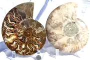 Large Ammonite Pair Deep Crystal Cavity 110myo Fossil 182mm XXXLG 7.2" 2667yu