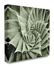 Stupell The Stupell Home Decor Collection Green Spiked Swirling Succulent Bloom Botanical Photography Pattern