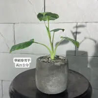 在飛比找Yahoo!奇摩拍賣優惠-新/芯晨花園桃園三民店/華碩春雪芋/每單位一盆/銷售快速下標