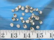 ~ Venetian Pearl Shells ~ 29 ~ Painted Silver ~ Shellcraft~ Sailor's Valentines~