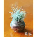 雞毛毯子 TILLANDSIA TECTORUM “稀有”空氣鳳梨 空鳳