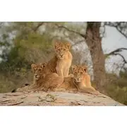 Save 20.00%! Kruger National Park and Panorama Route Explorer