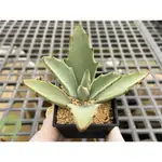 🌵 黃金兔X千兔 🌵 【阿肉植物坊 ALO PLANT】 多肉植物 | 景天科 | 療癒小物 | 台灣農場