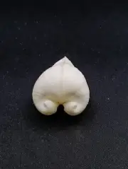 Meiocardia moltkiana ox heart Sea shell. 35mm Beach home coastal decor. #12868