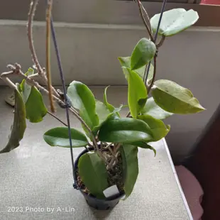 植物 聊聊回訊息才會出貨 一物一拍 香 好美  hoya crassicaulis 毬蘭