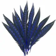 5" to 10" Lady Amherst Pheasant Side Tail Feather x 10 pcs - Royal