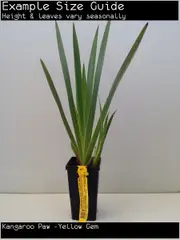 Buy Kangaroo Paw - Gold, Anigozanthos sp