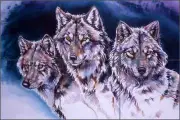 Ceramic Tile Mural Backsplash Taylor Wolves Wolf Wildlife Animal Art JTA039