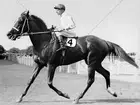 Ajax, 1939 AJC All Aged Plate Randwick Racecourse * 6" x 8" Print