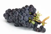 Buy Grape Vines in Australia (Vitis vinifera) [Category]