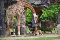在飛比找雄獅旅遊優惠-泰國-芭達雅最大野生動物園| 綠山國家動物園門票| 限非泰籍