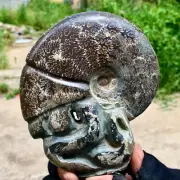 1.39LB Rare! Natural Tentacle Ammonite FossilSpecimen Shell Healing Madagascar