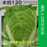 在飛比找蝦皮購物優惠-現貨、種子 山東大白菜種子豐抗120圓筒型大白菜適應性廣秋季