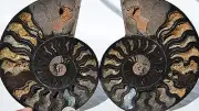RARE 1n100 BLACK PAIR Ammonite Crystal LARGE 140mm Dinosaur FOSSIL 5.5" n2564cc