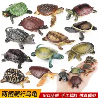 在飛比找蝦皮購物優惠-兒童認知仿真兩棲爬行動物烏龜擺件中華草龜巴西龜真鱷龜模型玩具