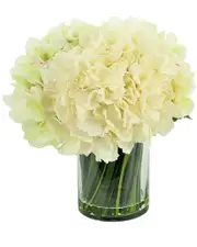 Creative Displays Cream & Pink Hydrangea Floral Arrangement