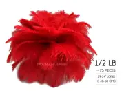 1/2 Lb. 19-24" Red Ostrich Extra Long Drab Wholesale Feathers (Bulk) Mardi Gras