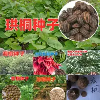 在飛比找蝦皮購物優惠-現貨、種子 新采珙桐種子海桐青桐雞冠刺桐泡桐油桐法桐種子林木