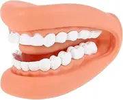 BCOATH Human Teeth Model for Teaching Standard Teeth Mouth Model for Brushing Demonstration and Learning Skin Color Design