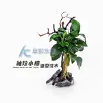 【AC草影】海樹獨奏曲【一棵】陰性水草 陰性草 袖珍小榕 手工製作 水生植物 水草造景 魚缸裝飾