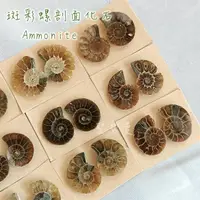 在飛比找樂天市場購物網優惠-斑彩螺剖面化石Ammonite-《搬財螺》-最古老的招財與幸