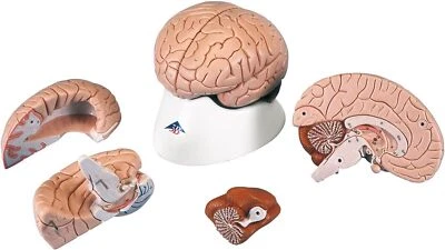 American 3B SCIENTIFIC C16 Brain Model, 4 Part, 14 cm L x 14 W x 17.5 H