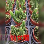 花花世界_多肉植物* 仙女閣仙人掌 -神仙堡-萬重山3吋盆多株高5CM