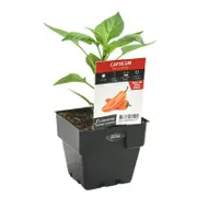 100mm Capsicum Snack Orange - Capsicum annuum