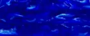Cobalt BTW32KSM Acrylic (2 pc) Knife Scale 1/4" x 1 1/2" x 5"