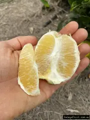 Buy Orange Navelate Fruit Tree - Citrus sinensis