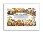 SCIENCE MYCOLOGY MUSHROOM FUNGUS TOADSTOOL CHART Poster Biology Canvas art