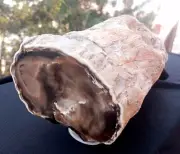 6 Lb 13 Oz Natural Rare Opalized Mirror Polished Big Petrified Wood Uv Reactive