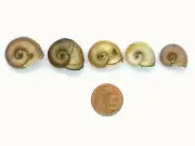 Planorbida snails from Ohrid Lake in Albania. Freshwater Shell