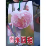 方方園藝 香水國梅，開滿滿的花，定價800