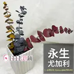 【ALISHA】永生花DIY圓葉尤加利葉/尤加利/銅錢桉 40CM(多色可選)