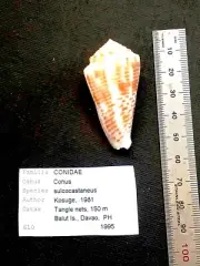 CONIDAE CONUS SULCOCASTANEUS COLLECTORS SEA SHELL