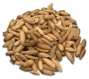 Premium Quality Pakistan Pine Nuts with Shell 400 Grams, Chilgoza Raw Organic