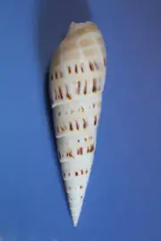 TEREBRA MACULATA, Shadowbox Display Seashell, Sailors Valentines, SS-469