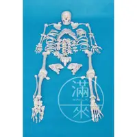 在飛比找蝦皮購物優惠-可開發票 170cm 人體骨骼模型 散骨模型 成人散骨模型 