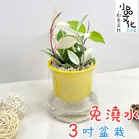 在飛比找蝦皮商城優惠-【小品文化】白斑毬蘭【現貨】3吋山形盆 懶人盆栽 免澆水盆栽