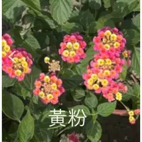 在飛比找蝦皮購物優惠-花田厝_綠籬植物_馬櫻丹(黃粉) 6吋盆 高約20-30公分