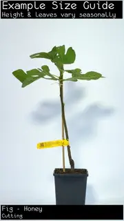 Buy Honey Fig Fruit Tree (Ficus carica)