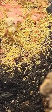 100+ Yellow Albino Springtails ~Ceratophysella sp~ Bioactive Mold Control