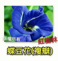 在飛比找Yahoo!奇摩拍賣優惠-【紅樹林】 複瓣蝶豆花(種子)~每份30粒