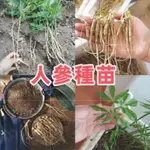 【人參種根】人參種苗 長白山人參種根 野山參種子易種植好養活帶芽出貨現挖現賣可食用 成活率99%新手易種