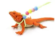 Adjustable Lizard Leash Luminous Reptile Harness Bearded Dragon Leash Green