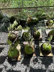 Actual plant Platycerium Ridleyi free phytosanitary + DHLExpress